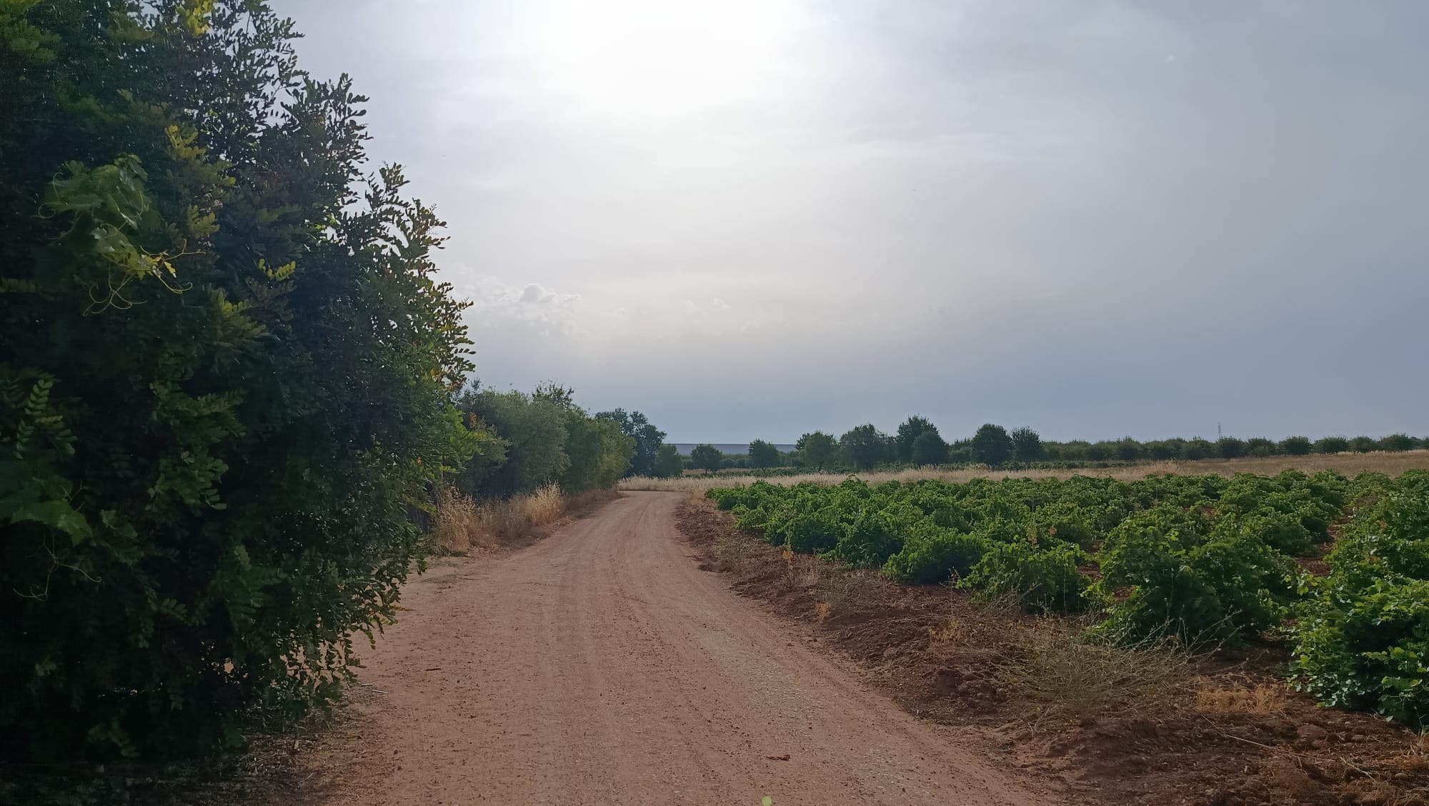 Camino rural entre viñedos bajo un cielo nublado